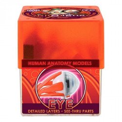 Біологічні моделі "Око", COG