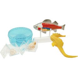 Експерименти і досліди "Вивчення моря", COG