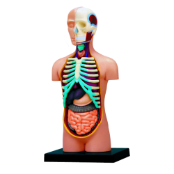 Об`ємна модель Тулуб людини, 4D Master Об`ємна модель Тулуб людини, 4D Master