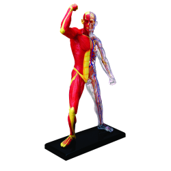 Об`ємна модель Мязи і скелет людини, 4D Master