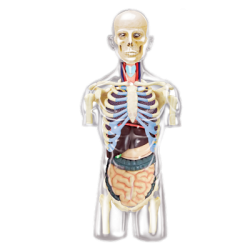 Об`ємна модель Прозорий тулуб людини, 4D Master  Об`ємна модель Прозорий тулуб людини, 4D Master