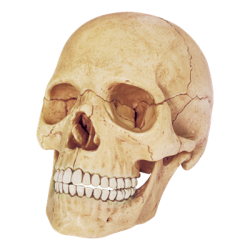 Об`ємна модель Череп людини, 4D Master Об`ємна модель Череп людини, 4D Master