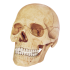 Об`ємна модель Череп людини, 4D Master