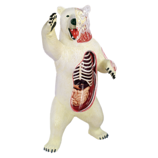 Об`ємна модель Білий ведмідь, 4D Master 
