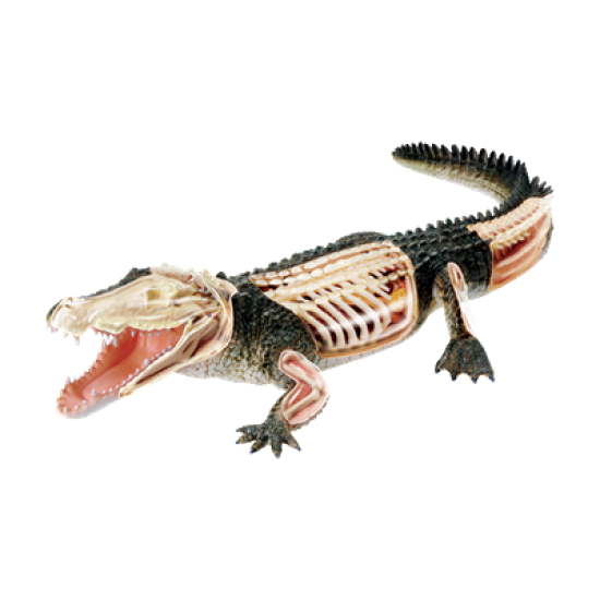 Об`ємна модель Крокодил, 4D Master