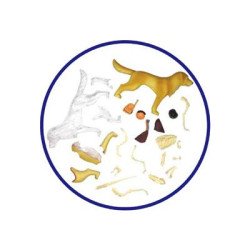 Об`ємна модель Собака золотистий ретрівер, 4D Master Об`ємна модель Собака золотистий ретрівер, 4D Master