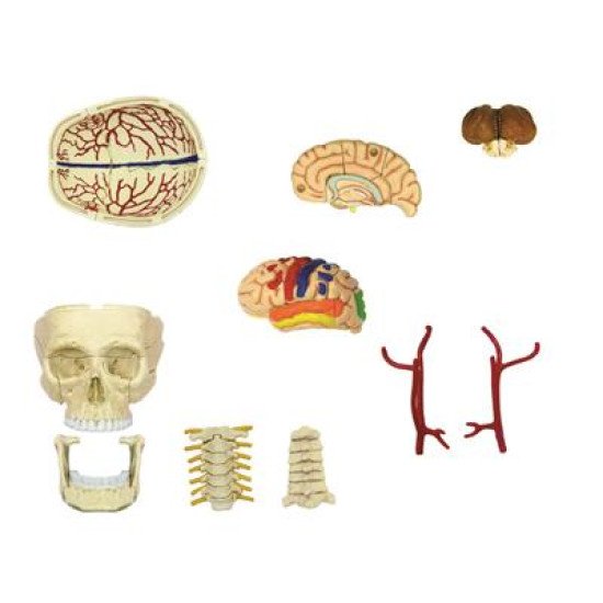 Об`ємна модель Черепно-мозкова коробка людини, 4D Master