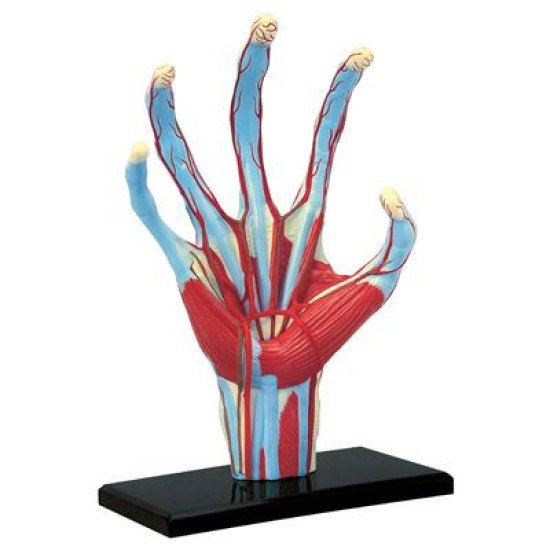 Об`ємна модель Рука людини, 4D Master