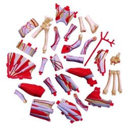 Об`ємна модель Рука людини, 4D Master