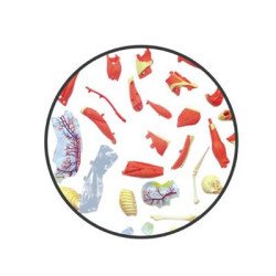 Об`ємна модель Мязи і скелет людини, 4D Master Об`ємна модель Мязи і скелет людини, 4D Master