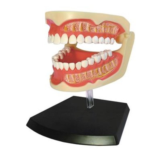 Об`ємна модель Зубний ряд людини, 4D Master 