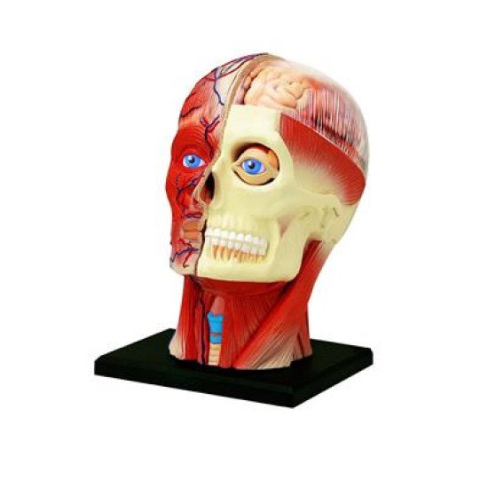 Об`ємна модель Голова людини, 4D Master