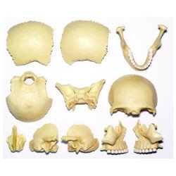 Об`ємна модель Череп людини, 4D Master Об`ємна модель Череп людини, 4D Master