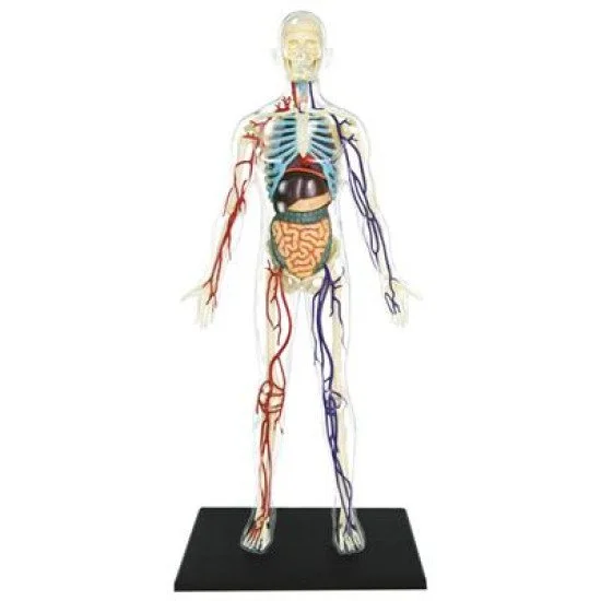 Educational Human Body transparent Anatomy 4D MASTER puzzle assembly toy pregnancy anatomical medical sciences model main image 0