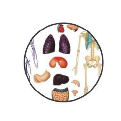 Об`ємна модель Тіло людини прозоре,  4D Master Об`ємна модель Тіло людини прозоре,  4D Master