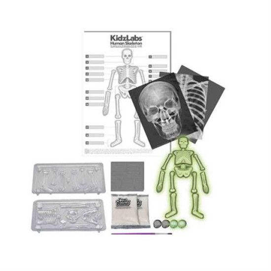 Набір для вивчення скелета людини, 4M 
