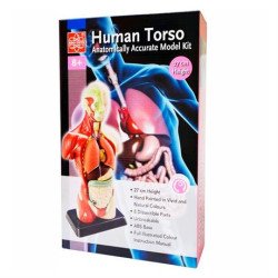 Анатомічна модель людини збірна 27 см, Edu-Toys Анатомічна модель людини збірна 27 см, Edu-Toys