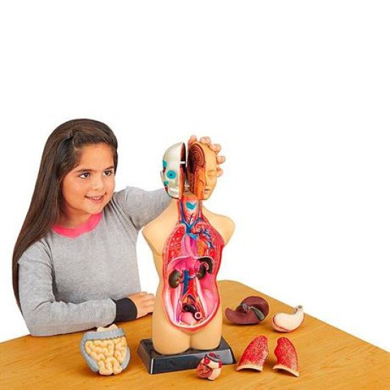 Анатомічна модель людини збірна 27 см, Edu-Toys