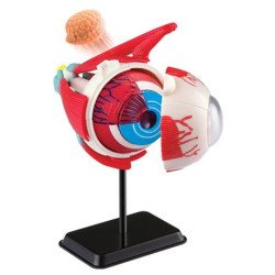 Модель очного яблука збірна, 14 см, Edu-Toys Модель очного яблука збірна, 14 см, Edu-Toys