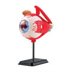 Модель очного яблука збірна, 14 см, Edu-Toys Модель очного яблука збірна, 14 см, Edu-Toys