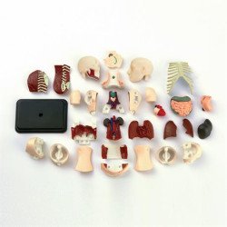 Модель тулуба людини збірна, 12,7 см, Edu-Toys Модель тулуба людини збірна, 12,7 см, Edu-Toys
