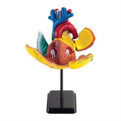 Модель серця людини збірна,14 см, Edu-Toys Модель серця людини збірна,14 см, Edu-Toys