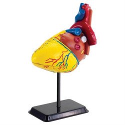Модель серця людини збірна,14 см, Edu-Toys Модель серця людини збірна,14 см, Edu-Toys