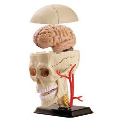 Модель черепа з нервами збірна, 9 см, Edu-Toys Модель черепа з нервами збірна, 9 см, Edu-Toys
