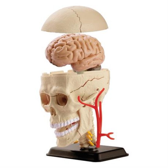 Модель черепа з нервами збірна, 9 см, Edu-Toys