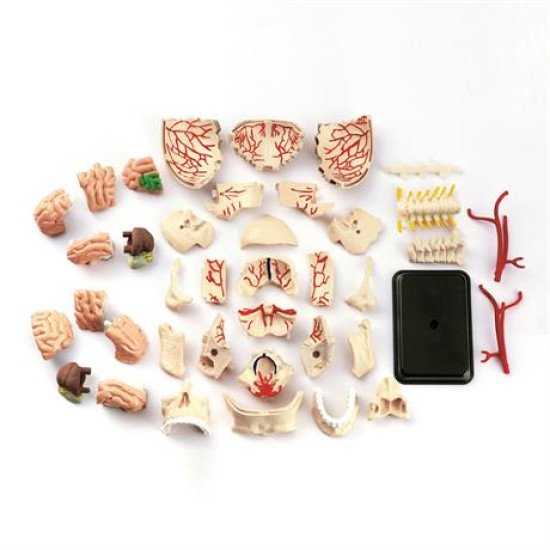 Модель черепа з нервами збірна, 9 см, Edu-Toys