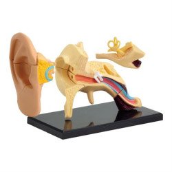 Модель анатомія вуха збірна, 7,7 см, Edu-Toys Модель анатомія вуха збірна, 7,7 см, Edu-Toys