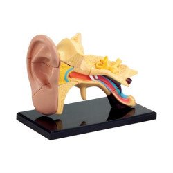 Модель анатомія вуха збірна, 7,7 см, Edu-Toys Модель анатомія вуха збірна, 7,7 см, Edu-Toys