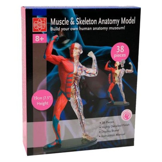 Модель м'язів і скелета людини  збірна 19 см, Edu-Toys