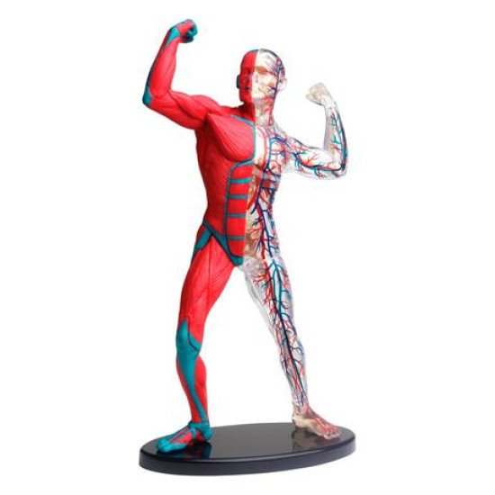 Модель м'язів і скелета людини  збірна 19 см, Edu-Toys