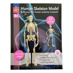 Модель скелета людини збірна 24 см, Edu-Toys Модель скелета людини збірна 24 см, Edu-Toys