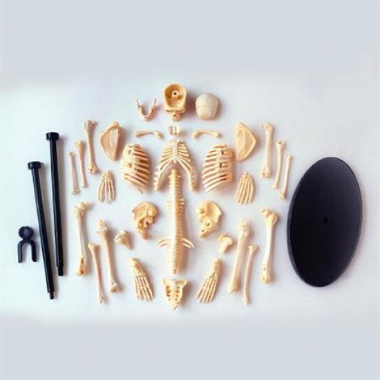 Модель скелета людини збірна 24 см, Edu-Toys