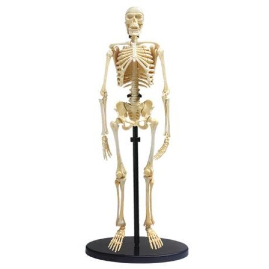Модель скелета людини збірна 24 см, Edu-Toys