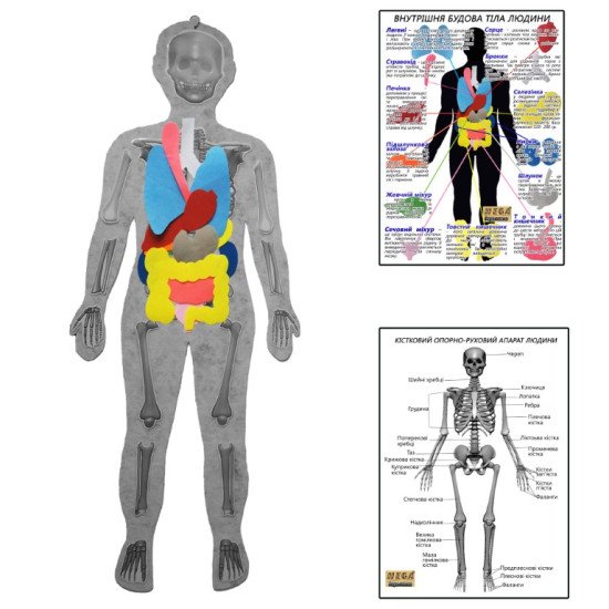 Скелет людини з органами з плакатами-вказівками, HEGA