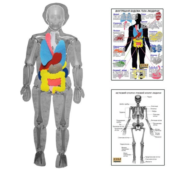 Модель тіла людини розбіра з органами, ТМ HEGA