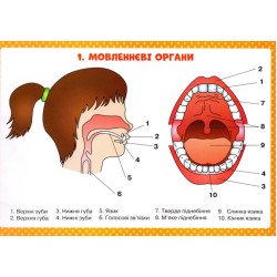 Логопедичні таблиці Органи мовлення Артикуляція звуків 16 карток (Укр), Ранок Логопедичні таблиці Органи мовлення Артикуляція звуків 16 карток (Укр), Ранок