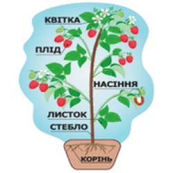 Модель будови рослини (на підставці) Малина. ТМ Komarovtoys Модель будови рослини (на підставці) Малина. ТМ Komarovtoys