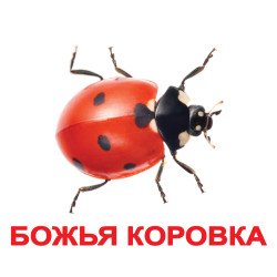 Картки Домана "Комахи" великі з фактами (рос.мов.), Вундеркінд з пелюшок Картки Домана "Комахи" великі з фактами (рос.мов.), Вундеркінд з пелюшок