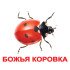 Картки Домана "Комахи" великі з фактами (рос.мов.), Вундеркінд з пелюшок