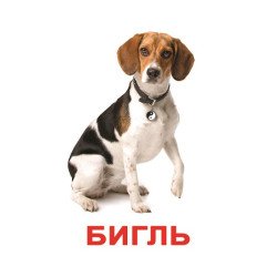 Картки Домана "Породи собак" великі з фактами (рос.мов.), Вундеркінд з пелюшок Картки Домана "Породи собак" великі з фактами (рос.мов.), Вундеркінд з пелюшок