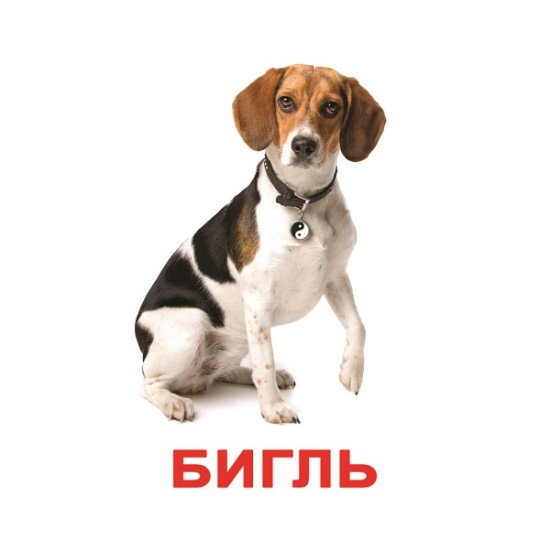 Картки Домана "Породи собак" великі з фактами (рос.мов.), Вундеркінд з пелюшок