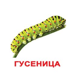 Картки Домана "Комахи" великі з фактами (рос.мов.), Вундеркінд з пелюшок Картки Домана "Комахи" великі з фактами (рос.мов.), Вундеркінд з пелюшок