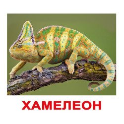 Картки Домана "Екзотичні тварини" великі з фактами (рос. мов.), Вундеркінд з пелюшок Картки Домана "Екзотичні тварини" великі з фактами (рос. мов.), Вундеркінд з пелюшок