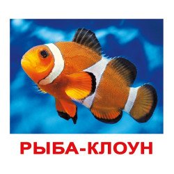 Картки Домана "Мешканці води" великі з фактами (рос.мов.), Вундеркінд з пелюшок Картки Домана "Мешканці води" великі з фактами (рос.мов.), Вундеркінд з пелюшок