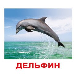 Картки Домана "Мешканці води" великі з фактами (рос.мов.), Вундеркінд з пелюшок Картки Домана "Мешканці води" великі з фактами (рос.мов.), Вундеркінд з пелюшок