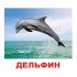 Картки Домана "Мешканці води" великі з фактами (рос.мов.), Вундеркінд з пелюшок